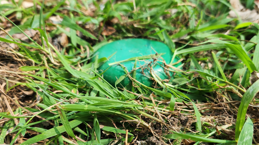 How to Locate Buried Ground Rods Using Electrode  Protection Products